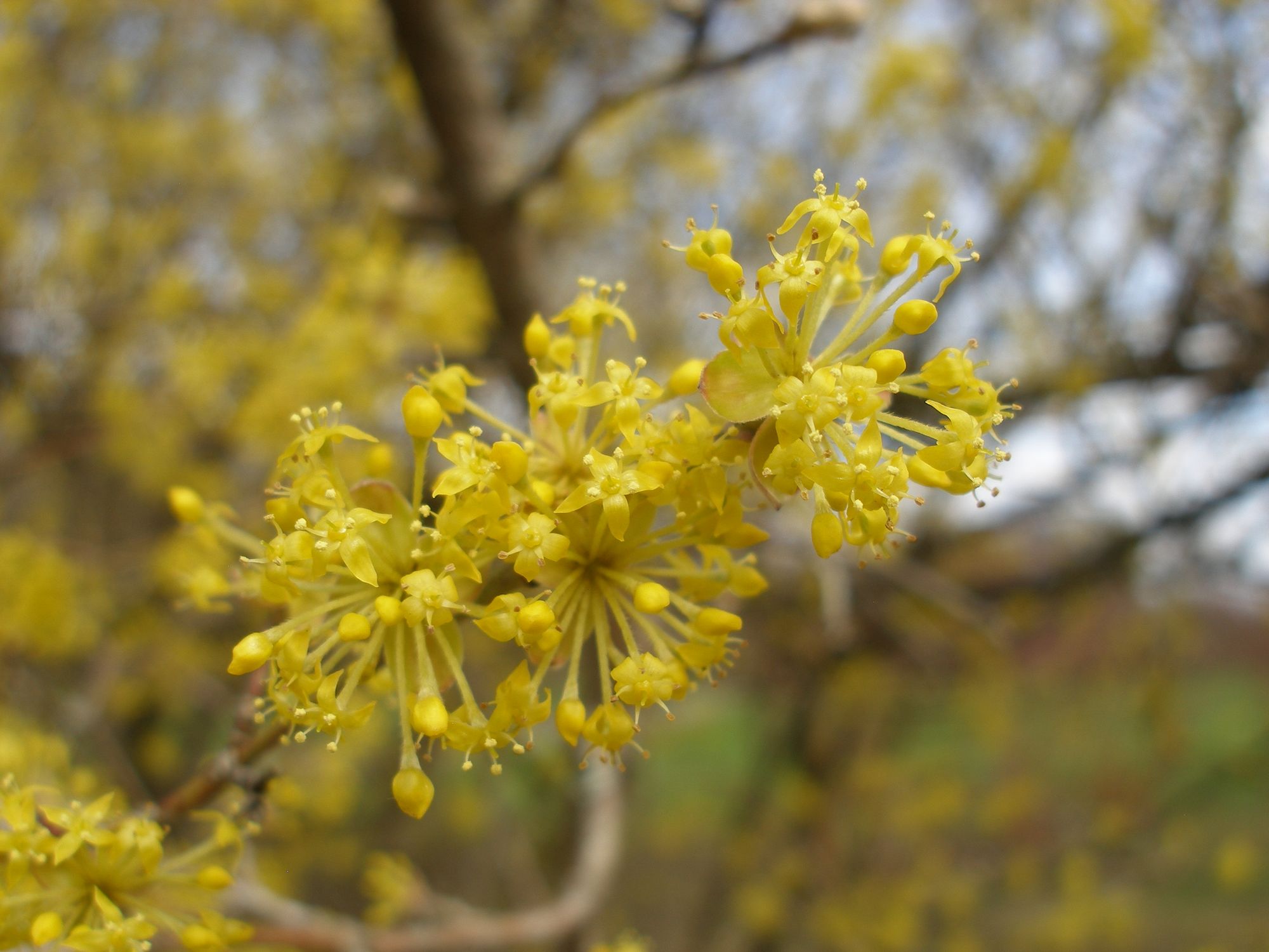 Geltonžiedė sedula (Cornus mas)