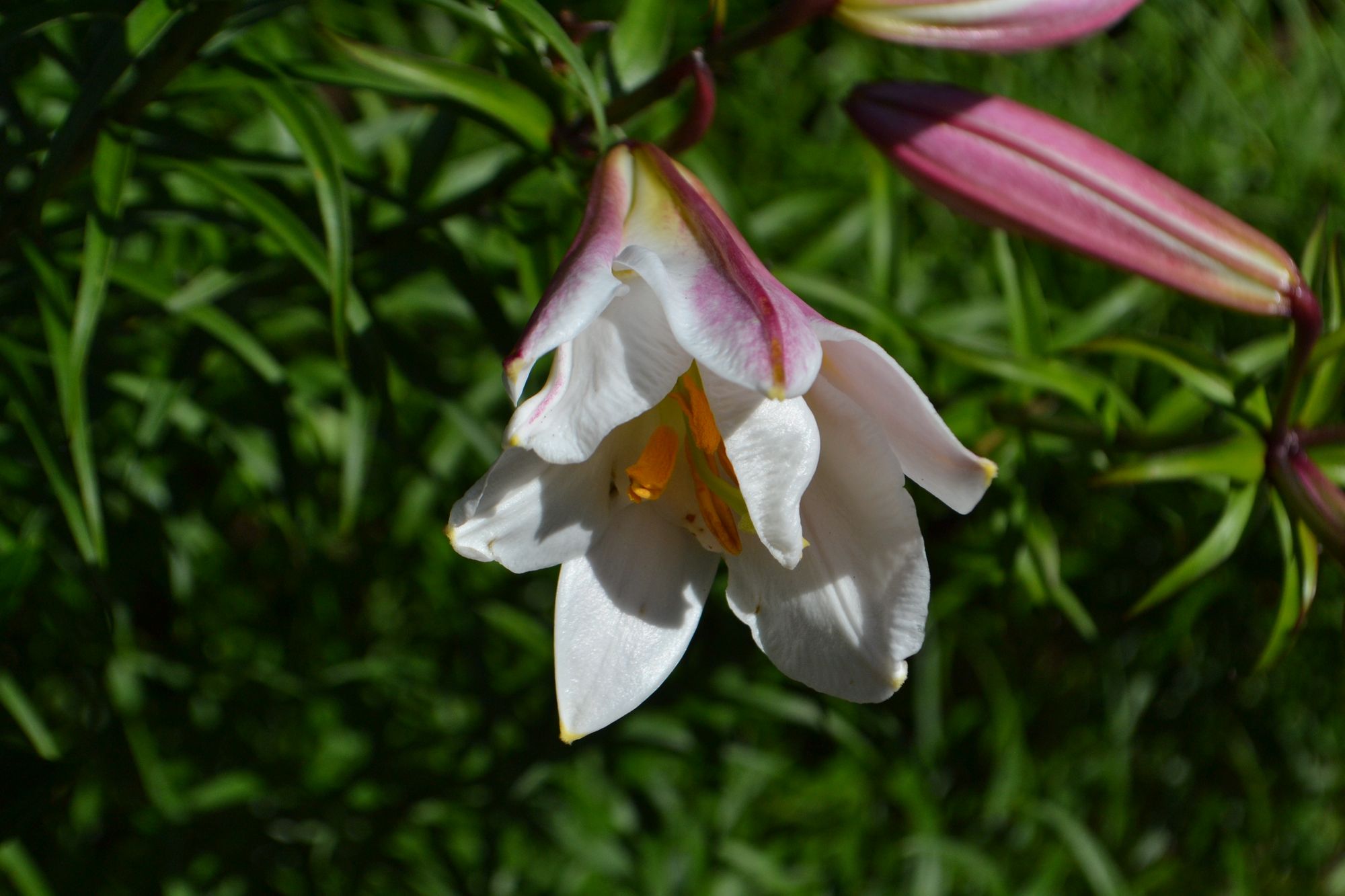 Karališkoji lelija (Lilium regale)