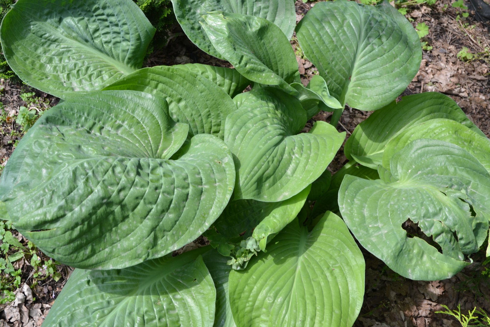 Melsvė 'Blue Umbrellas' (Hosta hybrida)