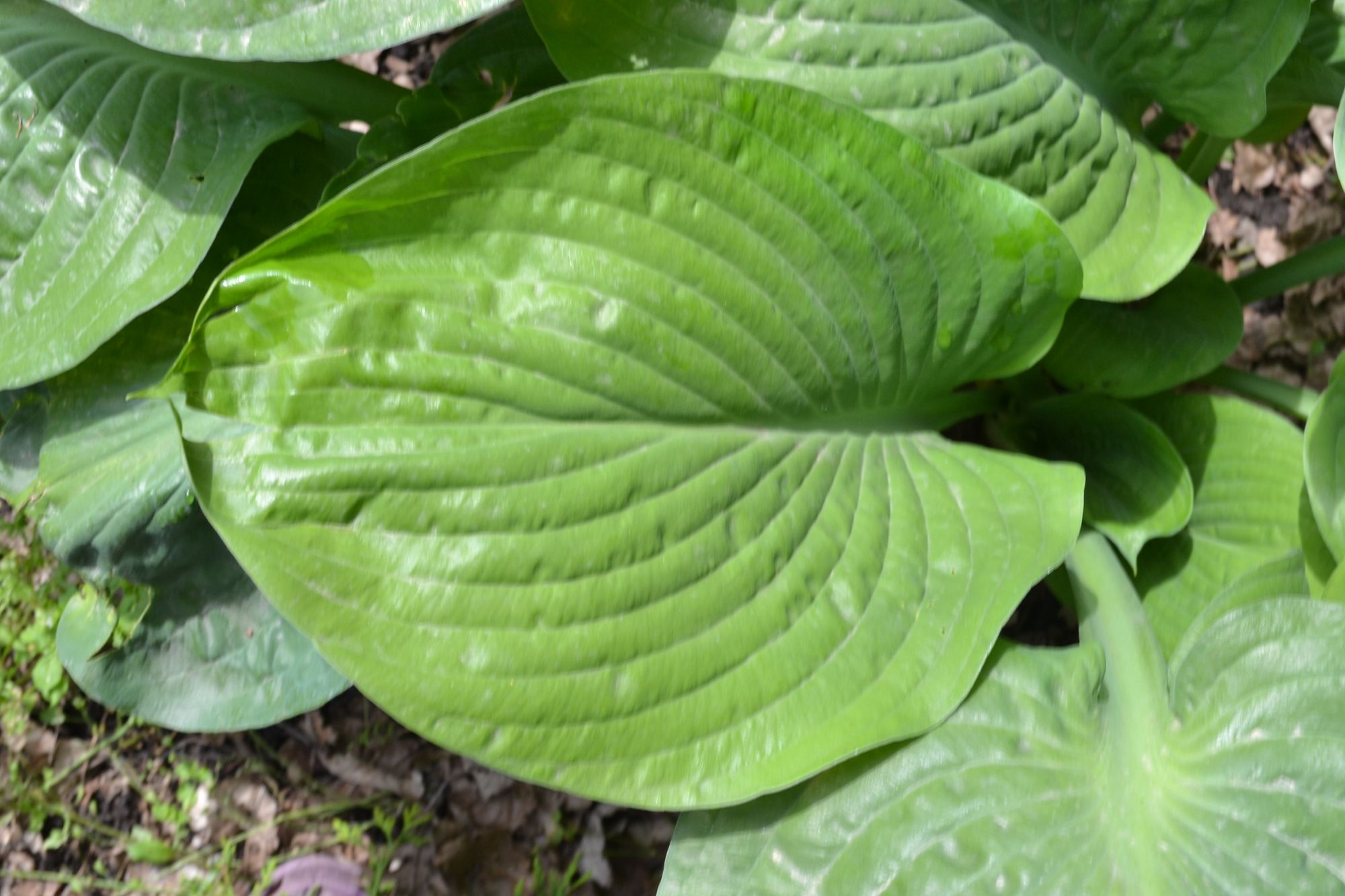 Melsvė 'Blue Umbrellas' (Hosta hybrida)