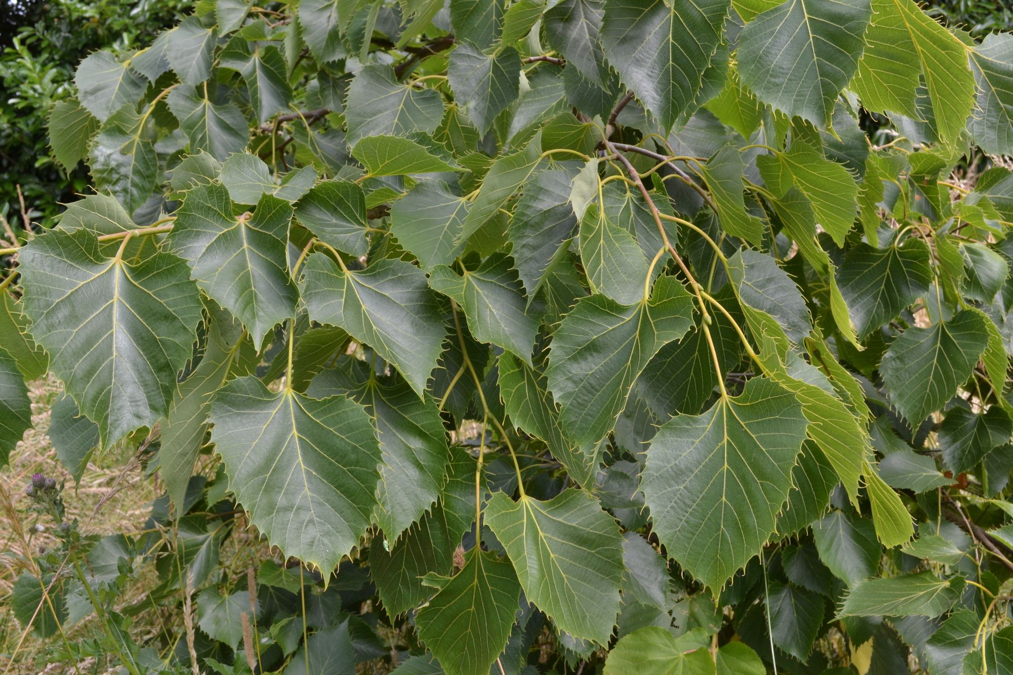 Henrio liepa 'Subglabra' (Tilia henryana)