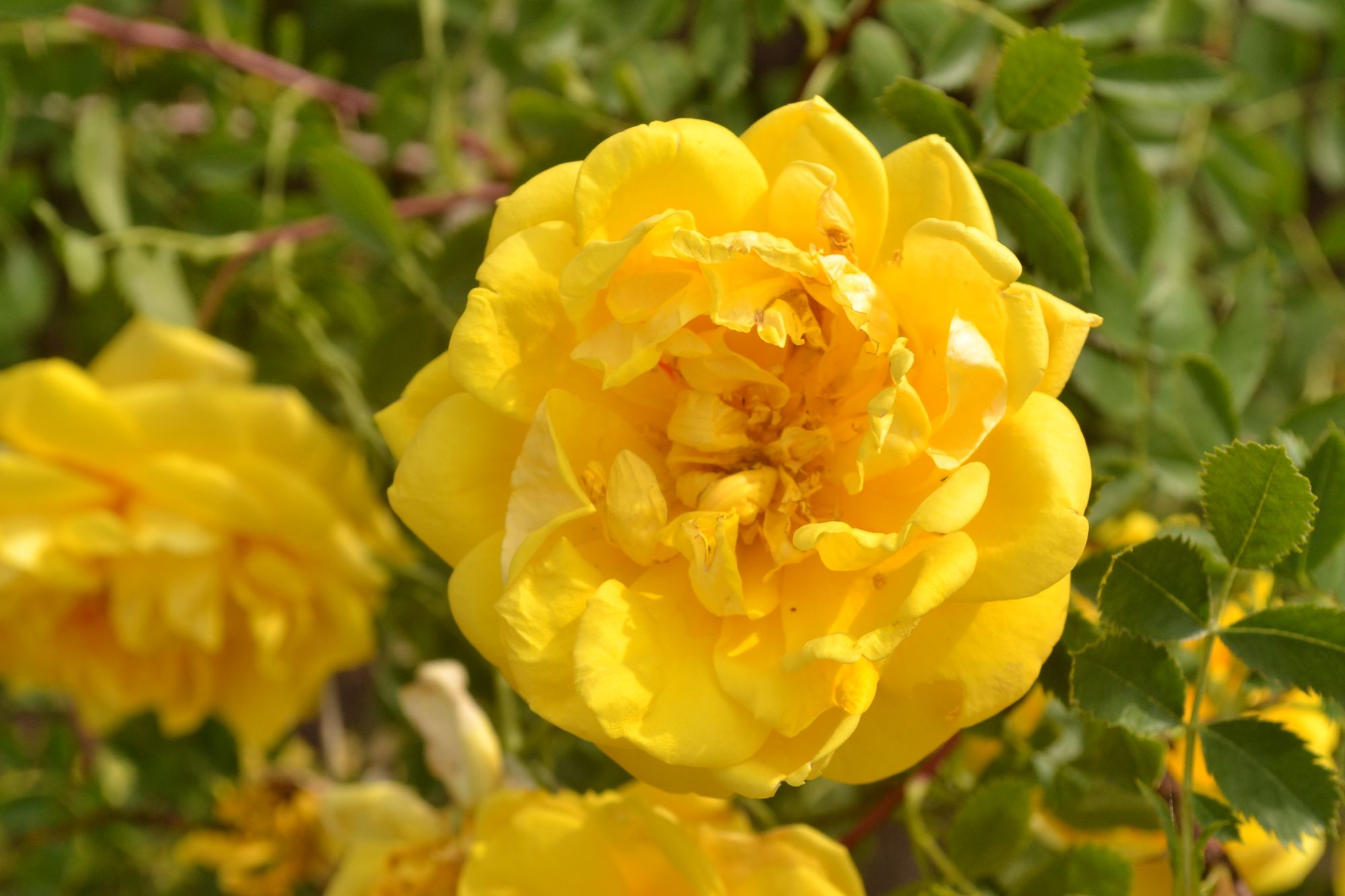 Geltonasis erškėtis 'Persian Yellow' (Rosa foetida)