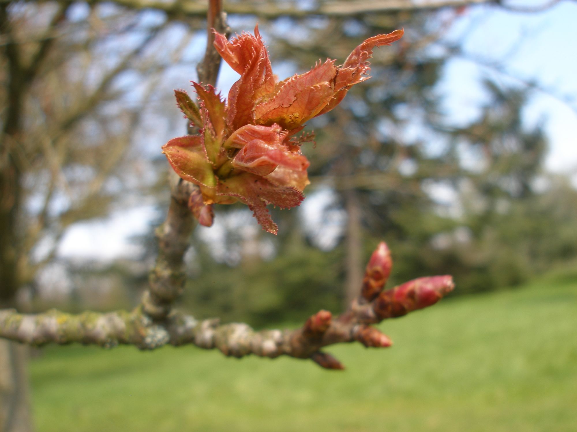 Vyšnia 'Hokusai', sakura (Prunus hybrida)