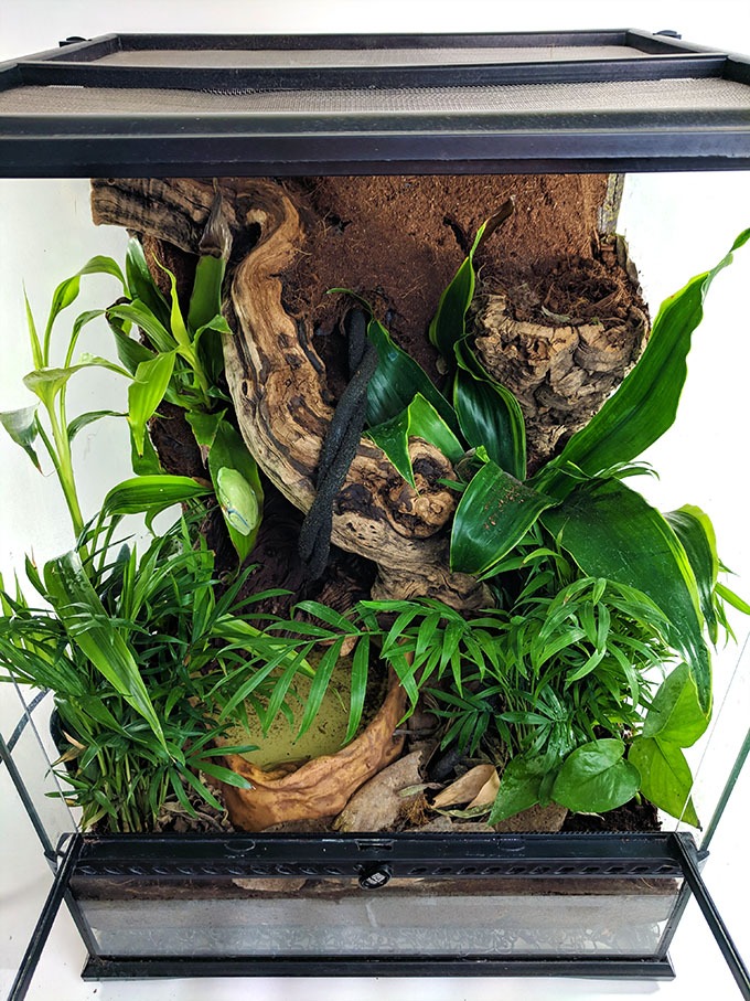 How to Set Up a Tree Frog Terrarium FrogPets