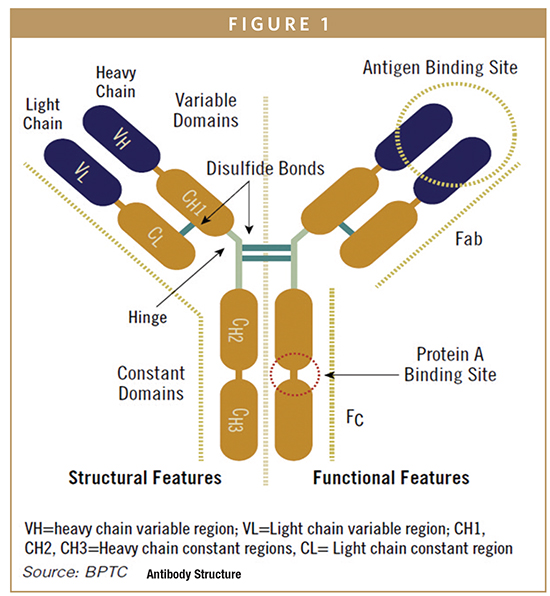 MONOCLONAL ANTIBODIES The Development of Therapeutic Monoclonal