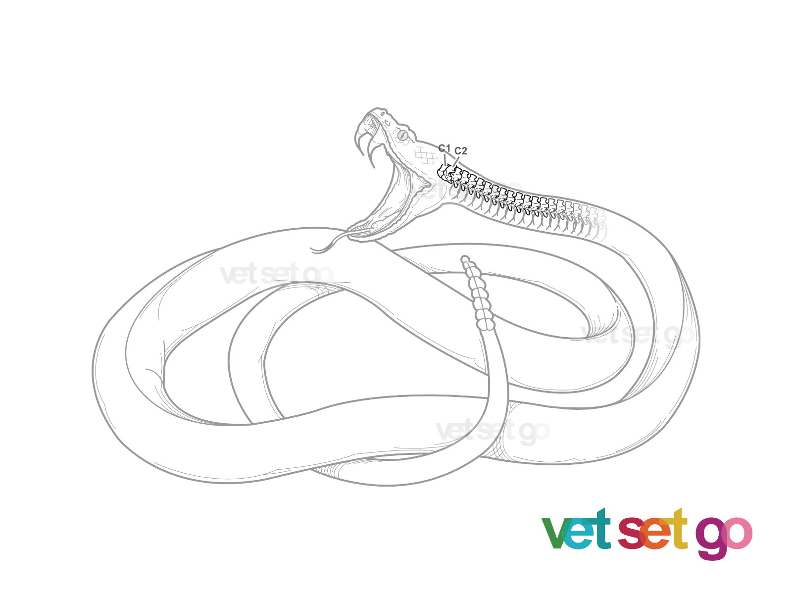Snake Anatomy Guide to Internal & External Parts Vet Set Go