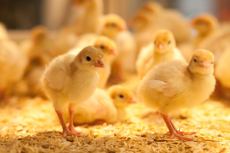 Poultry Farm Insurance Meester Insurance (Niagara, Ontario)
