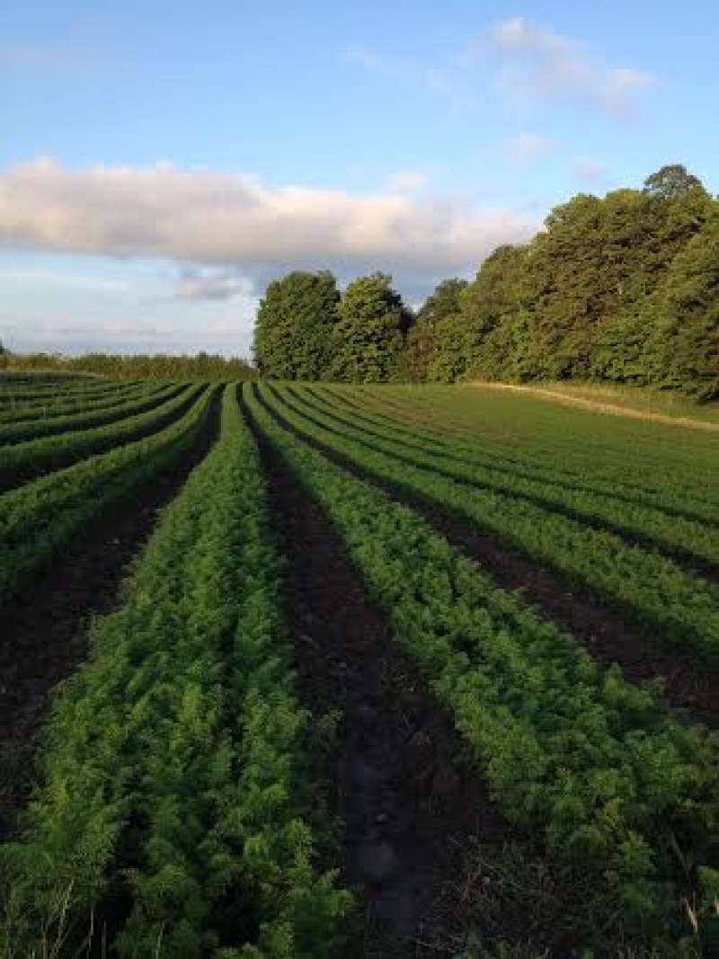 Farm Cookstown Greens Premium Organic Produce