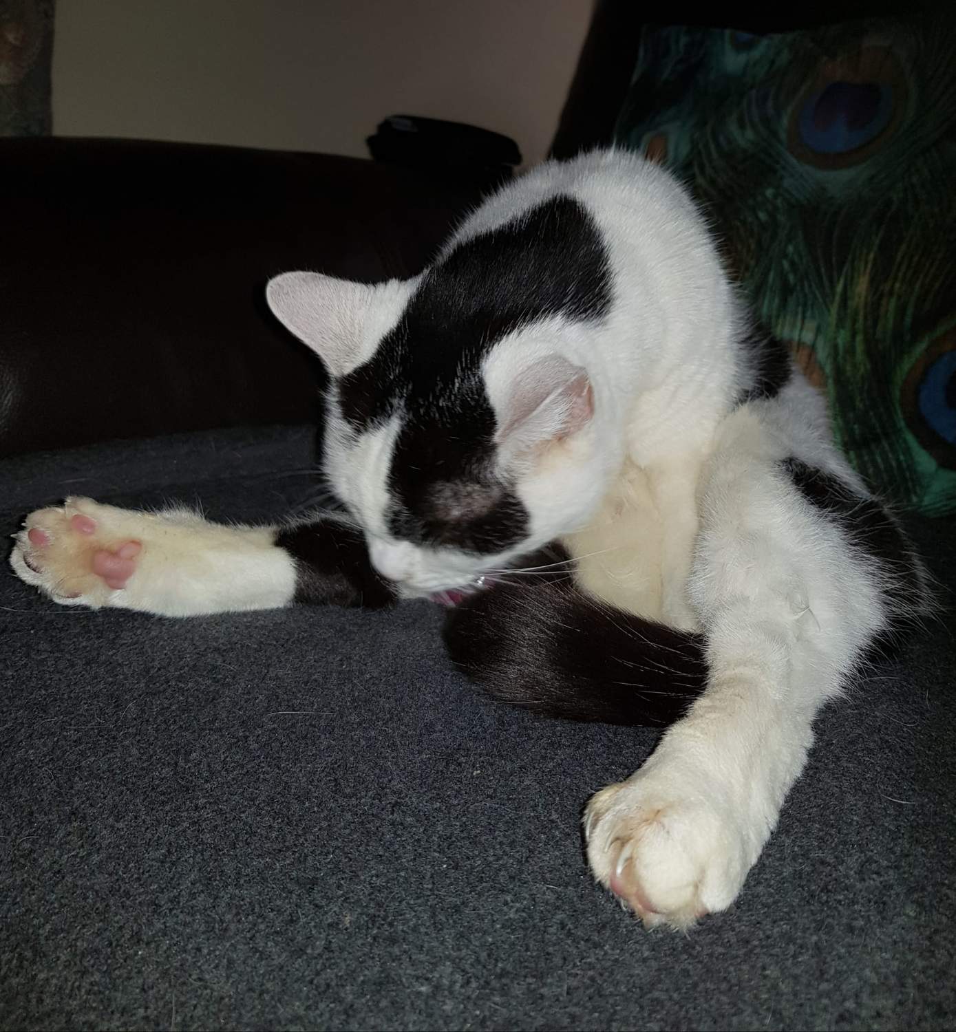 Solve Molly jigsaw puzzle online with 156 pieces