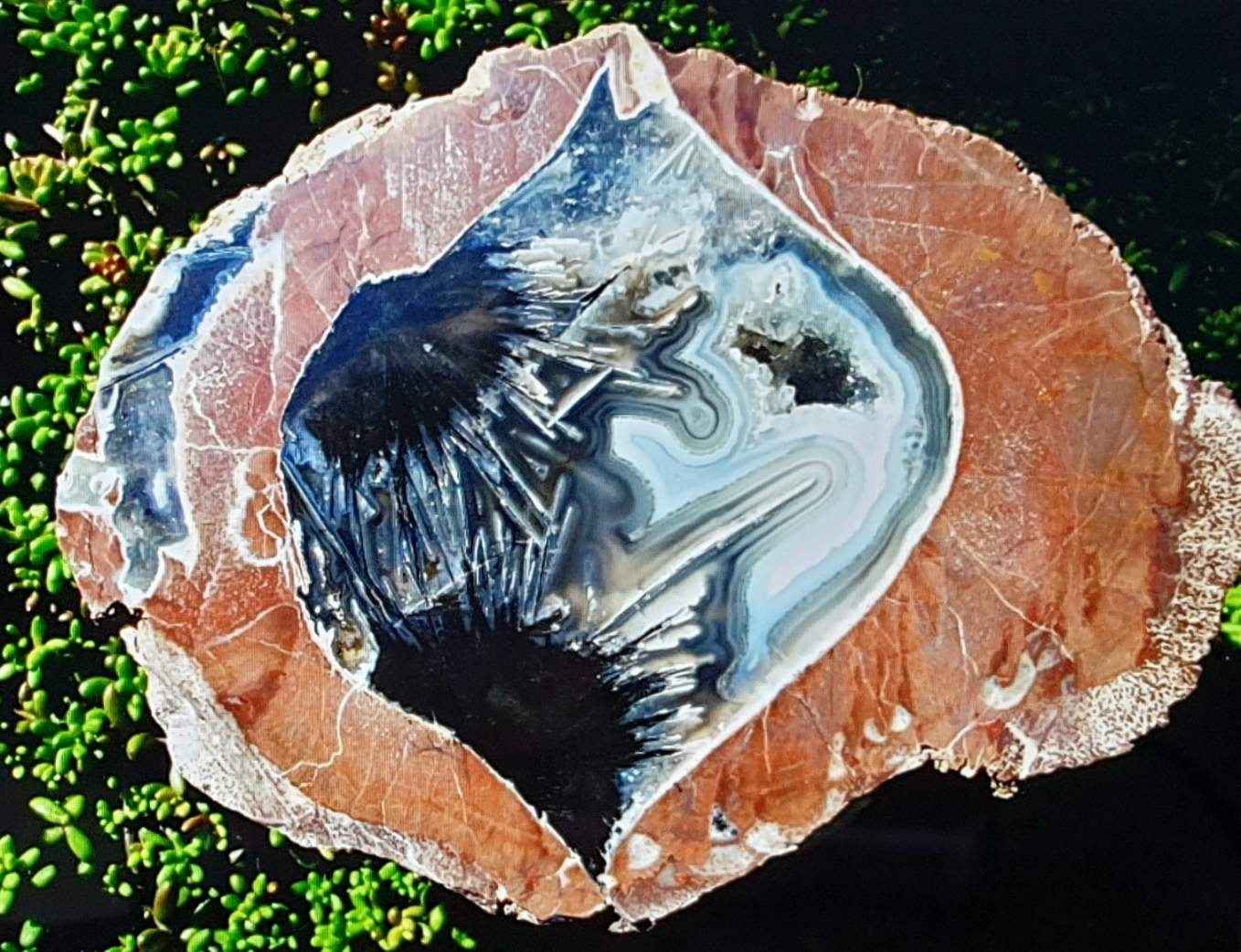 Solve TWO MATING HEDGEHOGS jigsaw puzzle online with 35 pieces