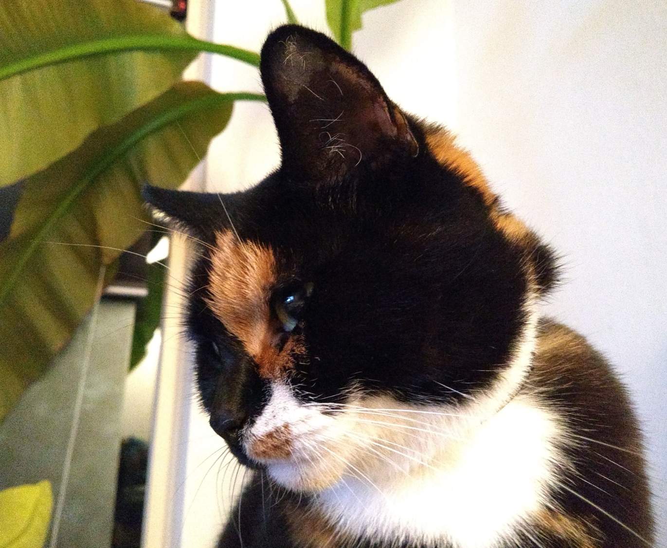 Solve Noor is a lady jigsaw puzzle online with 63 pieces