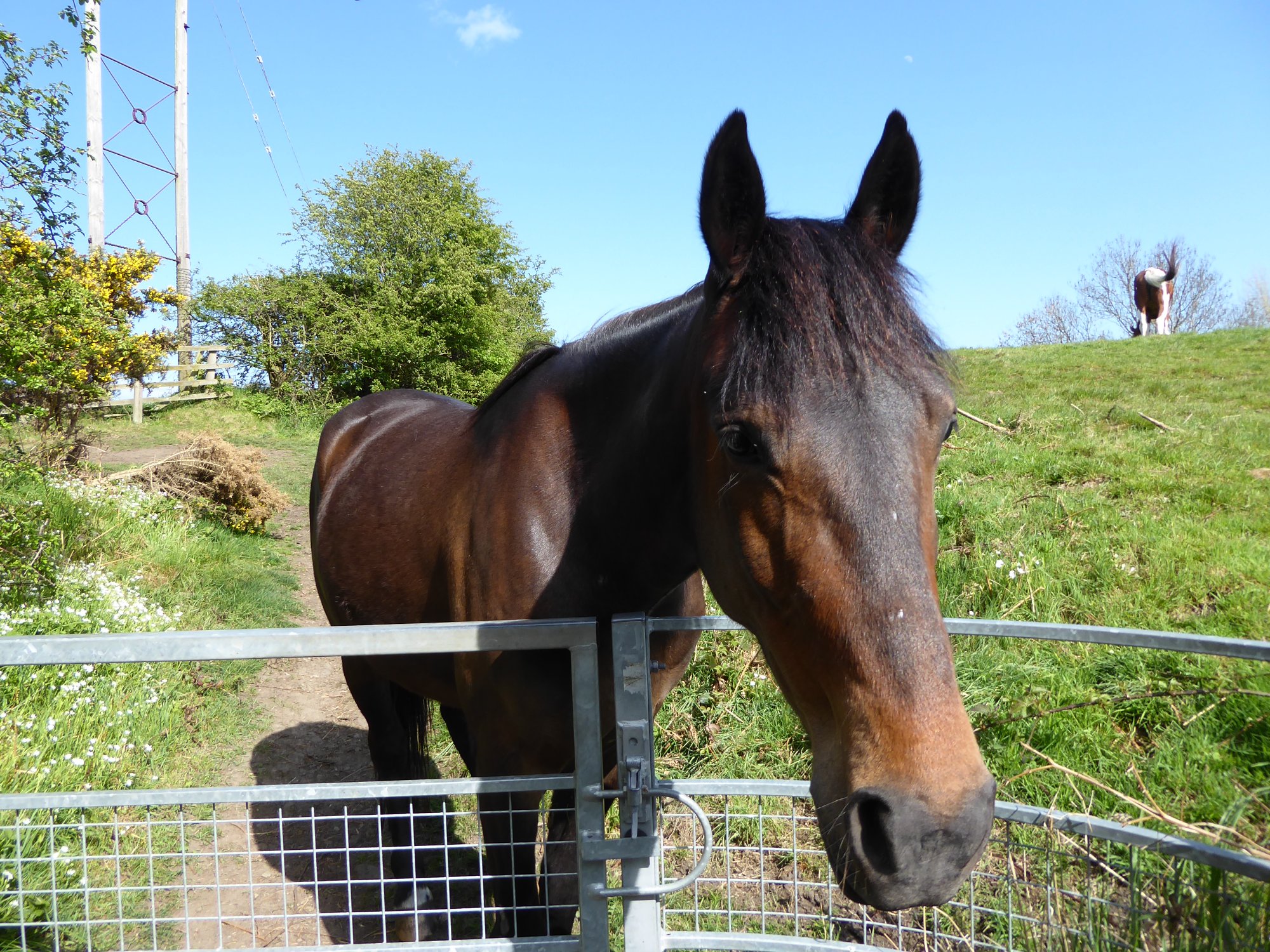 Solve Horse at the gate jigsaw puzzle online with 500 pieces