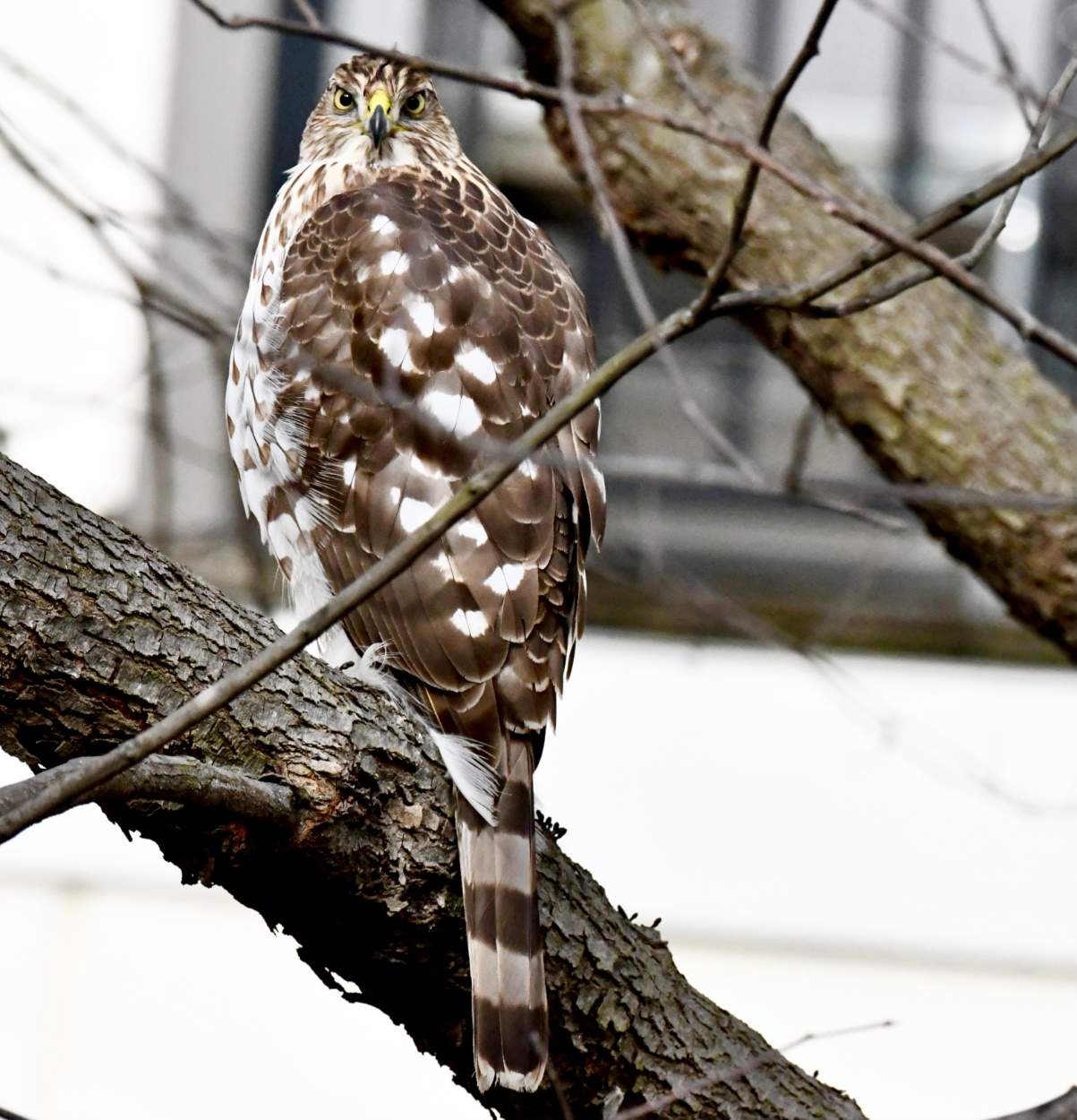 Solve A Bird living on Long Island, NY jigsaw puzzle online with 100 pieces