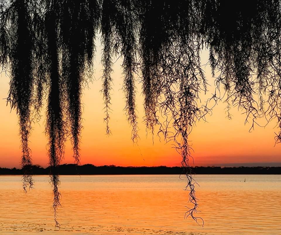 Solve Spanish Moss jigsaw puzzle online with 56 pieces