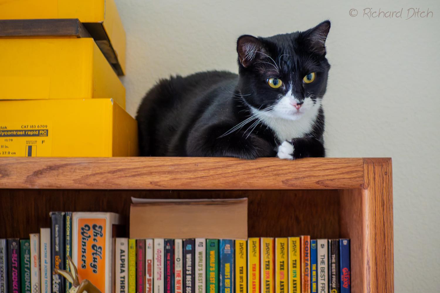 Solve Molly on the bookcase jigsaw puzzle online with 96 pieces