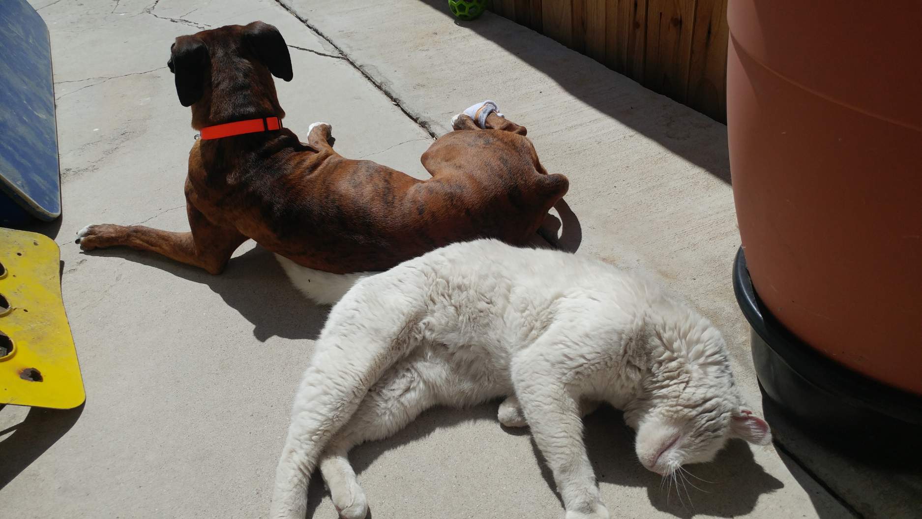 Solve coexisting harmoniously jigsaw puzzle online with 120 pieces