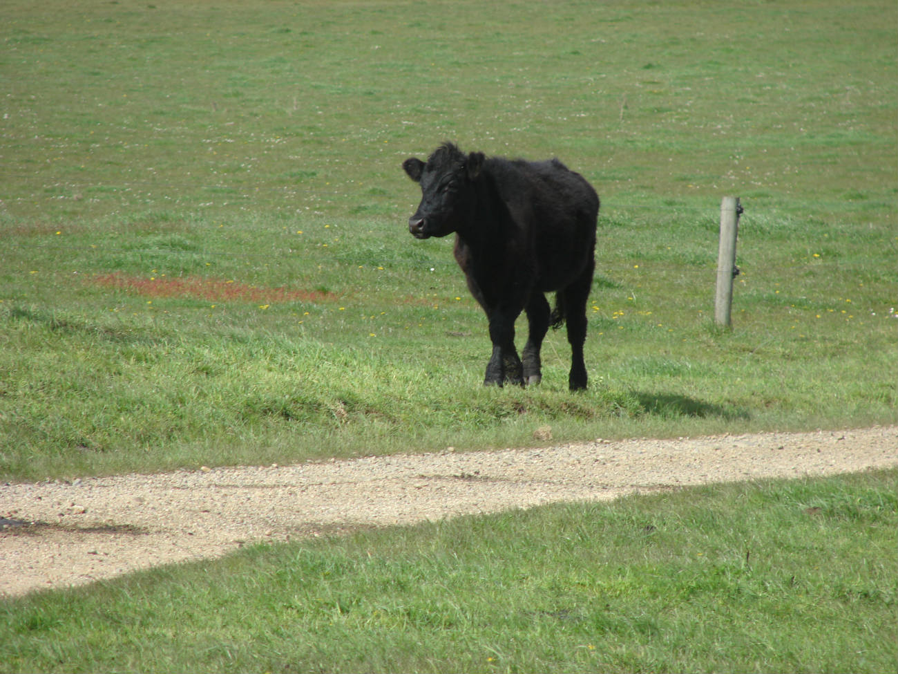 Solve ANGUS jigsaw puzzle online with 130 pieces