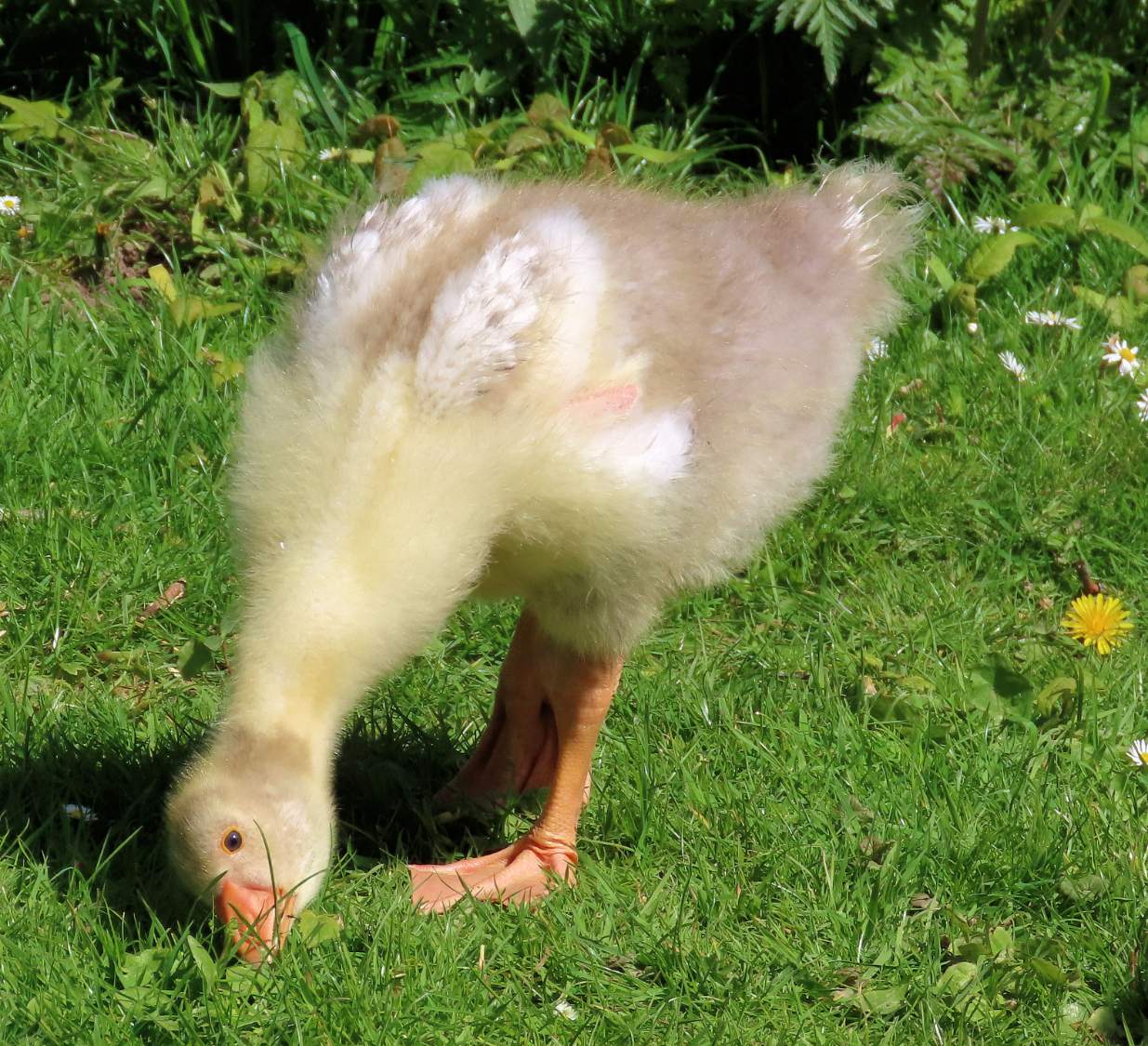 Solve hungry Pomeranian gosling jigsaw puzzle online with 56 pieces