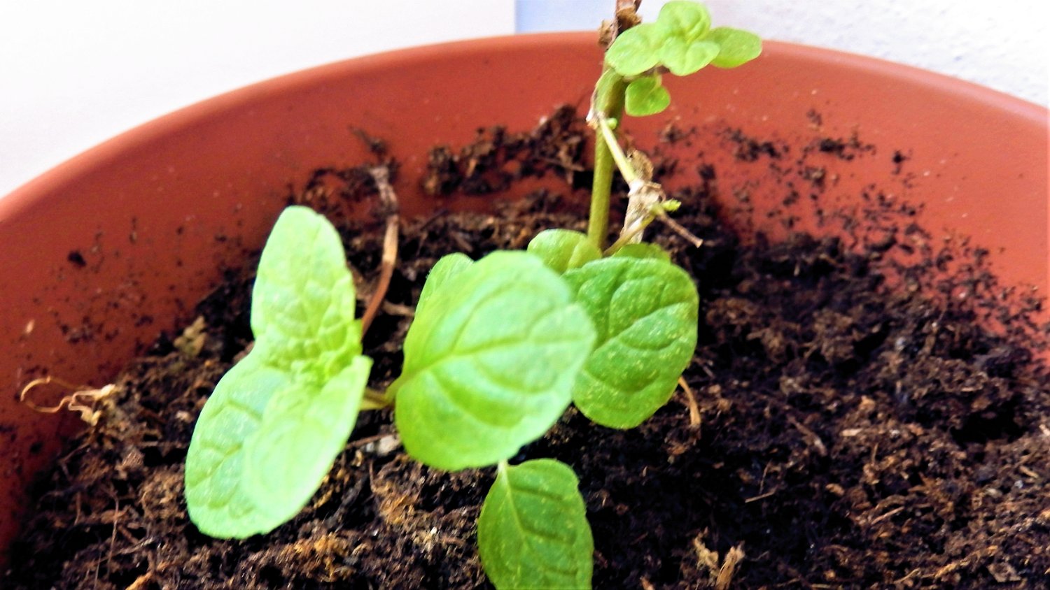 Solve Majoránka zahradní Marjoram jigsaw puzzle online with 15 pieces