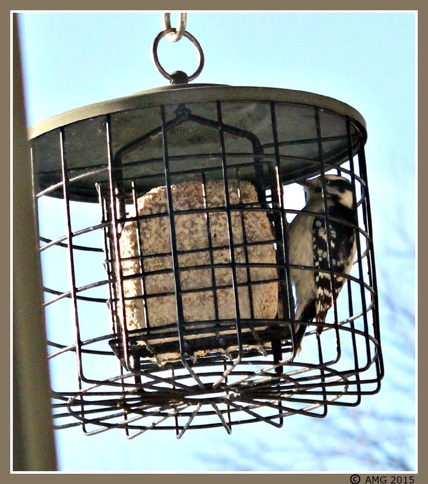 Solve Downey Woodpecker Inside Suet Feeder jigsaw puzzle online with 9