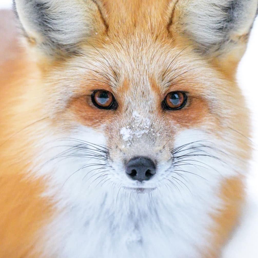 Solve who's foxy now? jigsaw puzzle online with 100 pieces