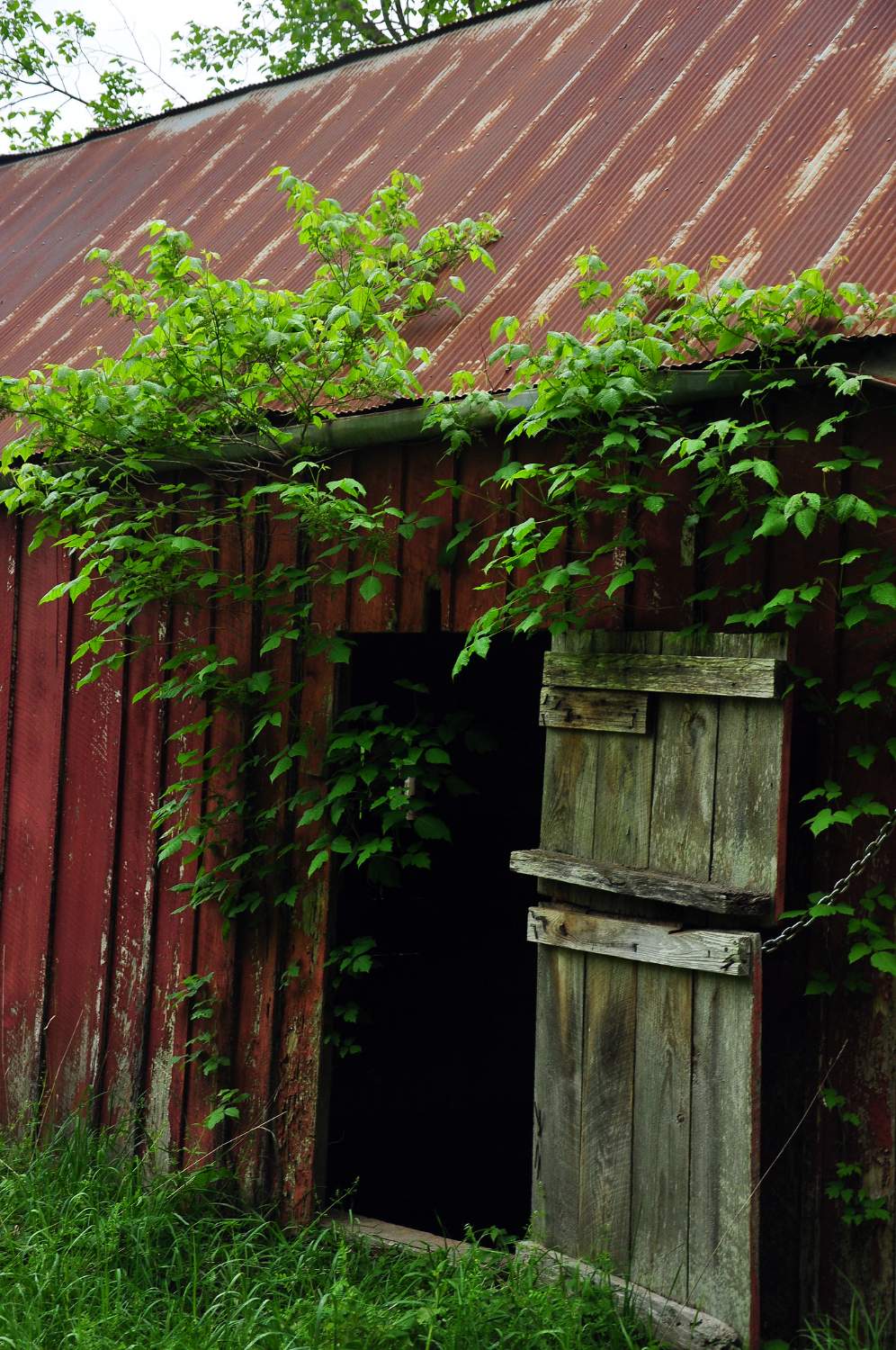 Solve VineCovered Barn, Ozark Mountains, Arkansas jigsaw puzzle online