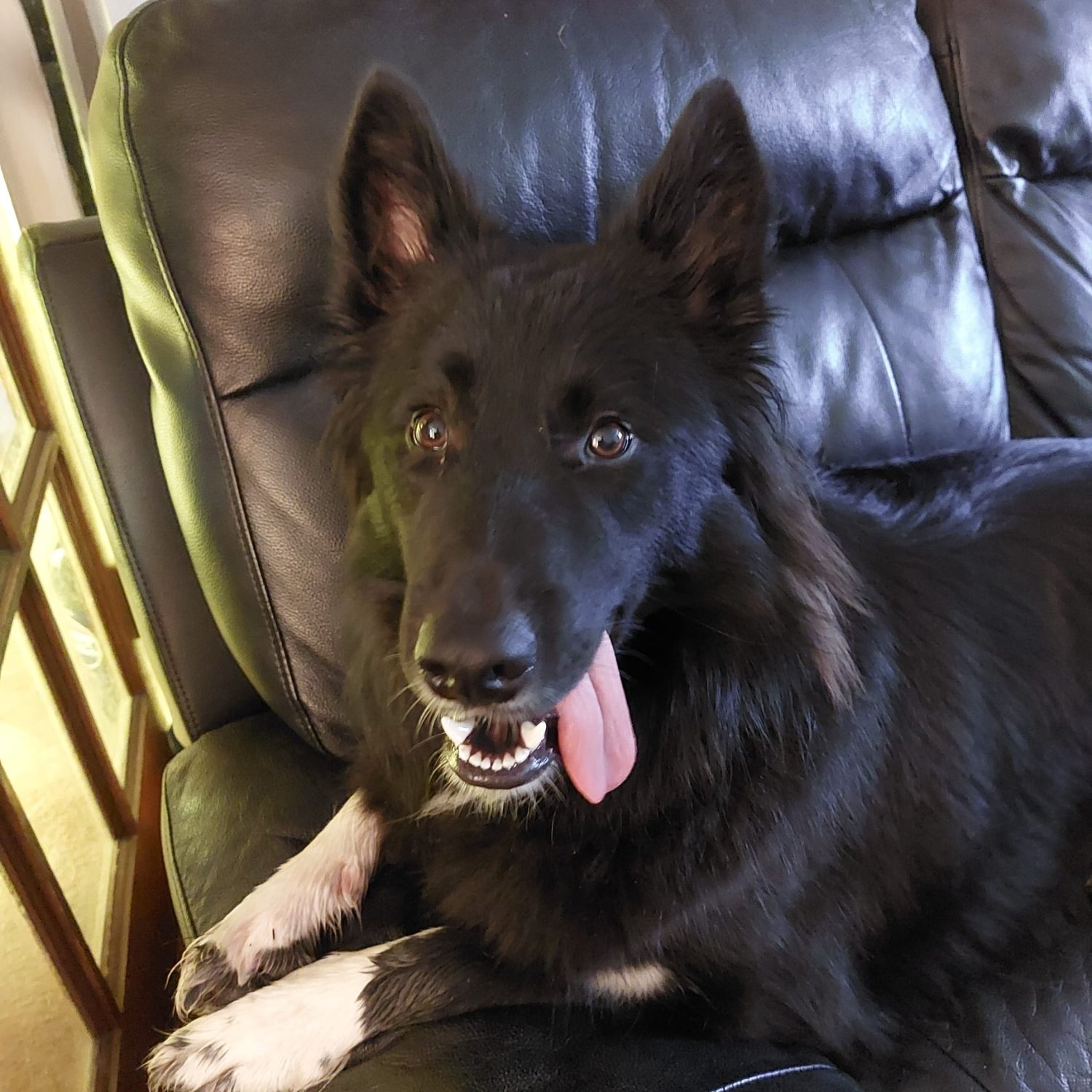 Solve Pippa Back from walk jigsaw puzzle online with 225 pieces