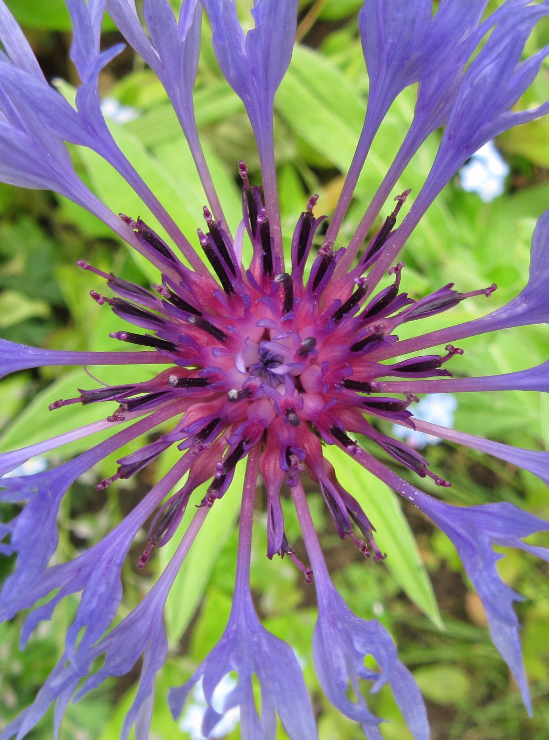 Solve cornflower centre jigsaw puzzle online with 48 pieces