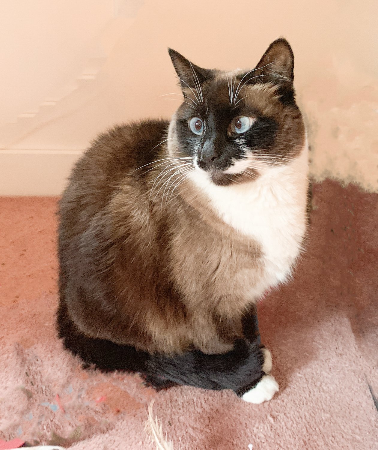 Solve Mao Tsi Tung jigsaw puzzle online with 143 pieces