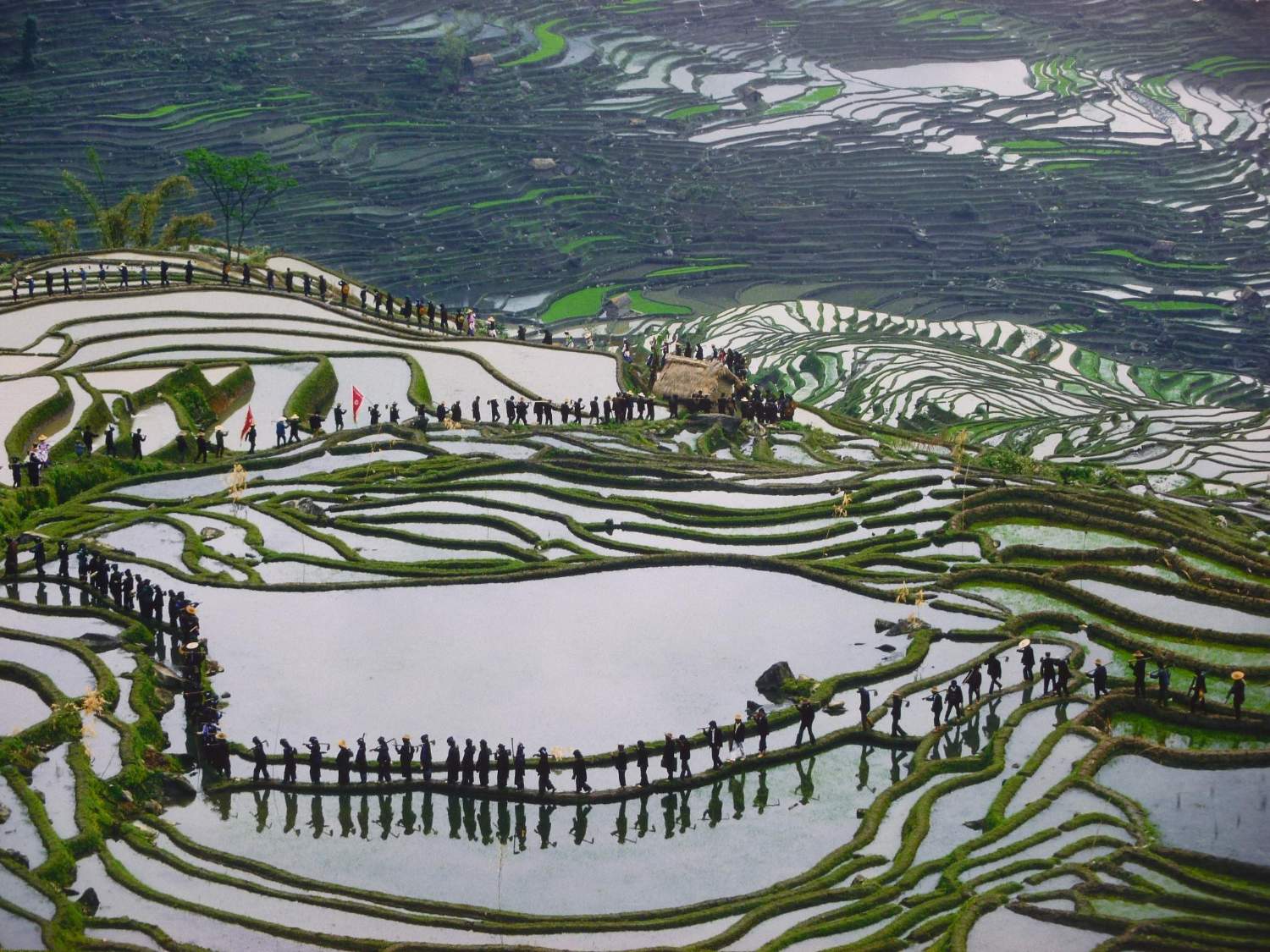Solve Chinese rice growers on their way to work in the paddy fields
