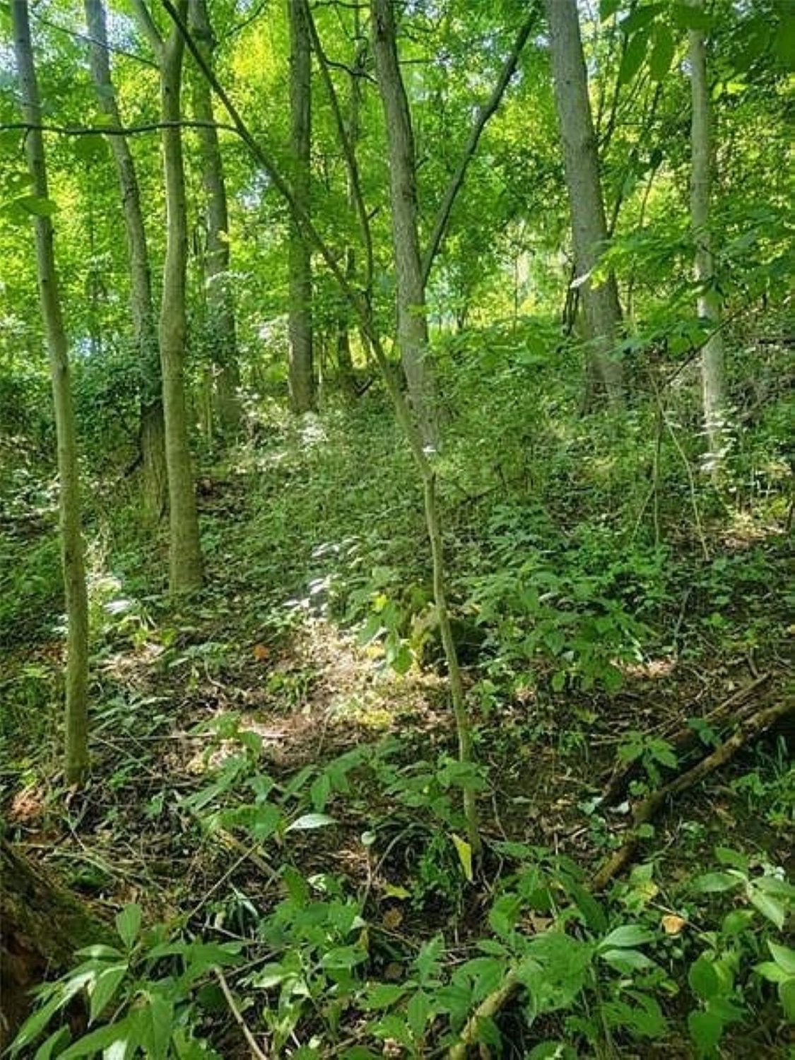 Solve FINLEYVILLE LARGE jigsaw puzzle online with 594 pieces