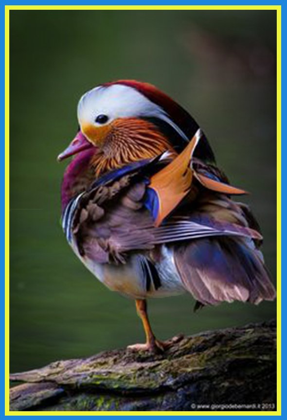 Solve Mandarin Duck jigsaw puzzle online with 88 pieces