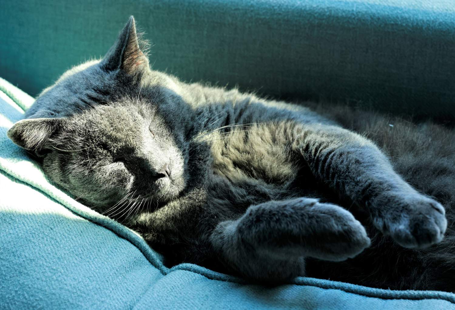 Solve Mister Gray, couch potato jigsaw puzzle online with 70 pieces