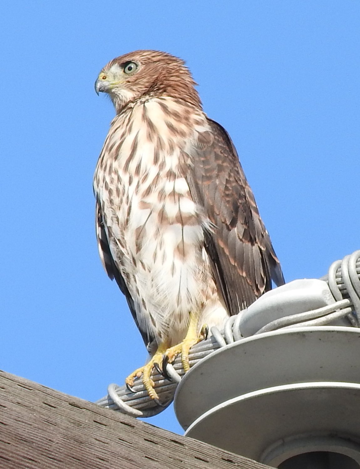 Solve Cooper's Hawk Immature near Palomar College, San Marcos