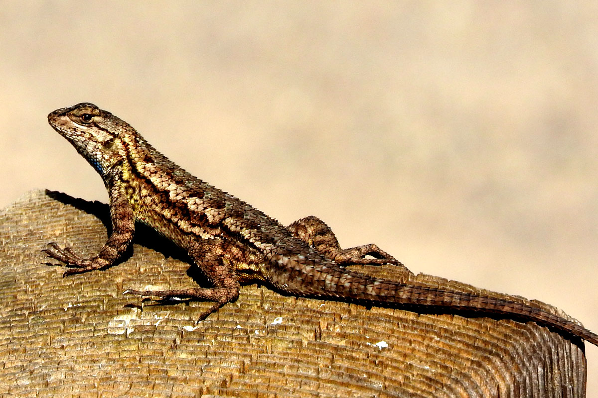 Solve Western Fence Lizard, Grand Avenue Bridge, Del Mar, California