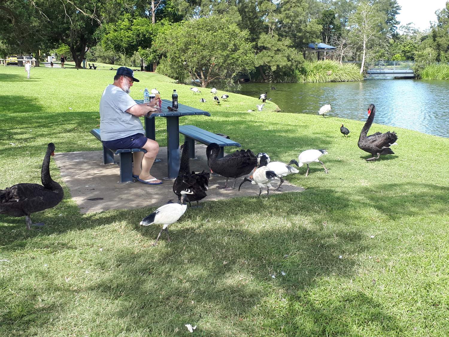 Solve Lunch with the birds at Gympie jigsaw puzzle online with 108 pieces