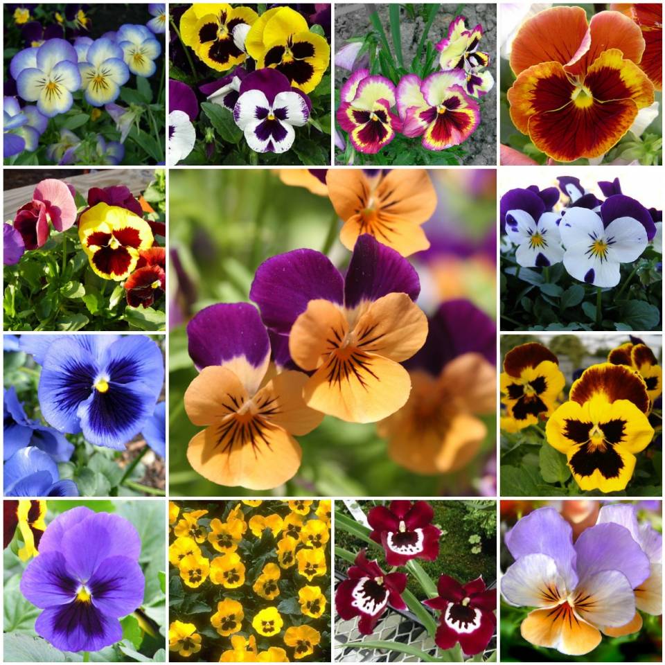 Solve pansies jigsaw puzzle online with 225 pieces