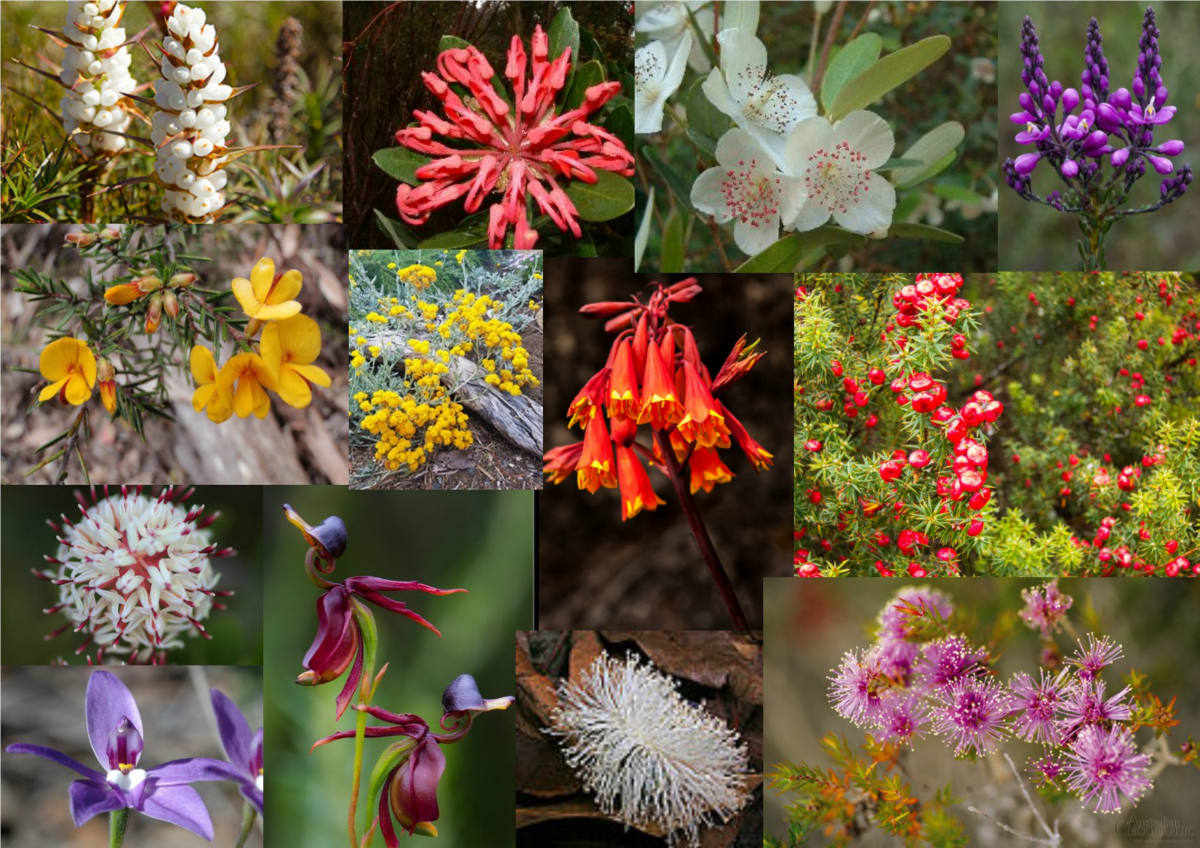 Solve Beautiful and Unusual Flowers Australian Natives Wildflowers of