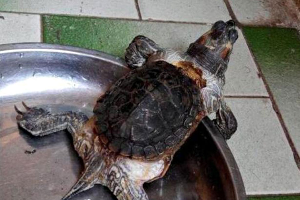 Turtle That Outgrew Its Shell Looks Like Teenage Mutant Ninja Turtle