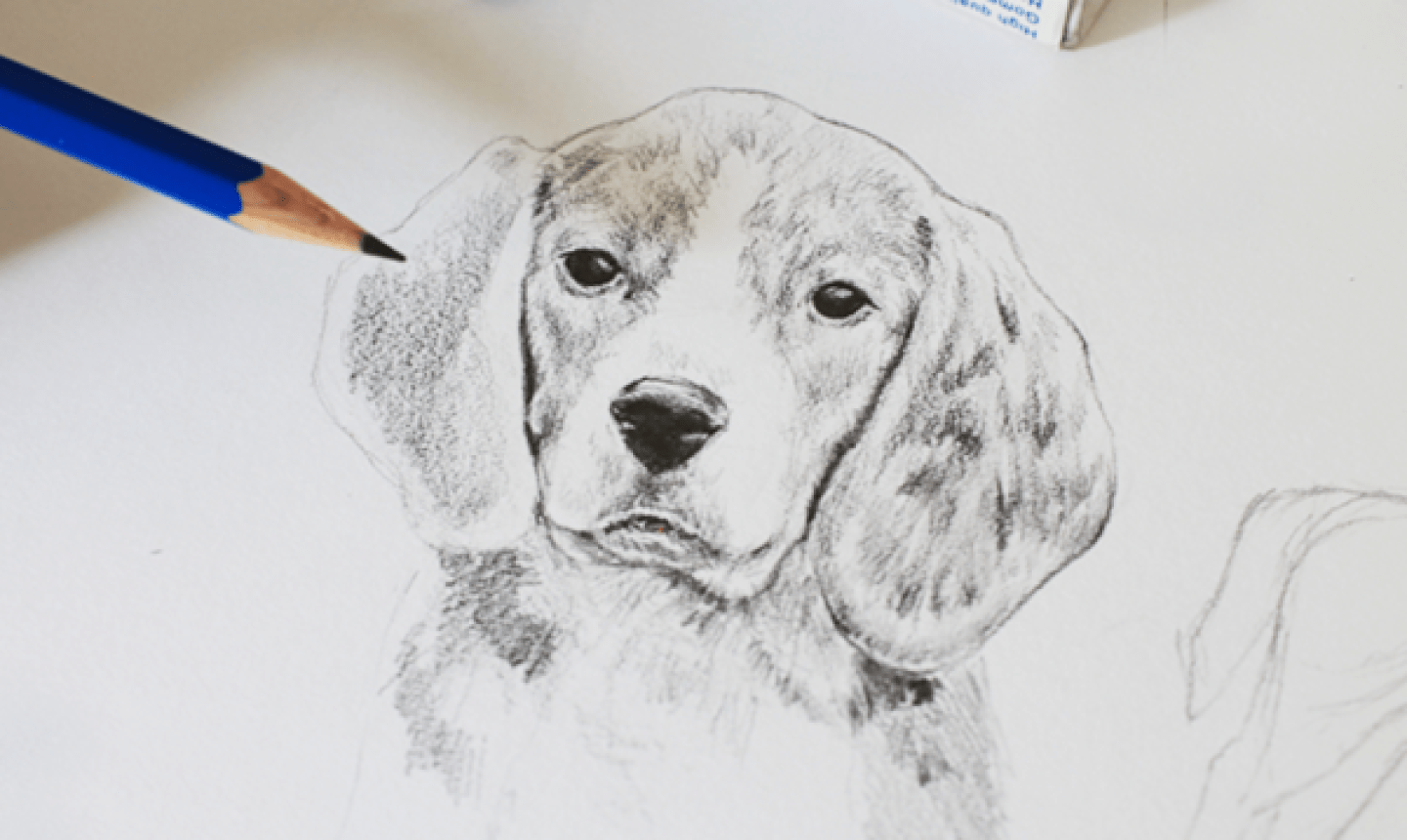 How To Draw A Realistic Dog Step By Step For Beginners