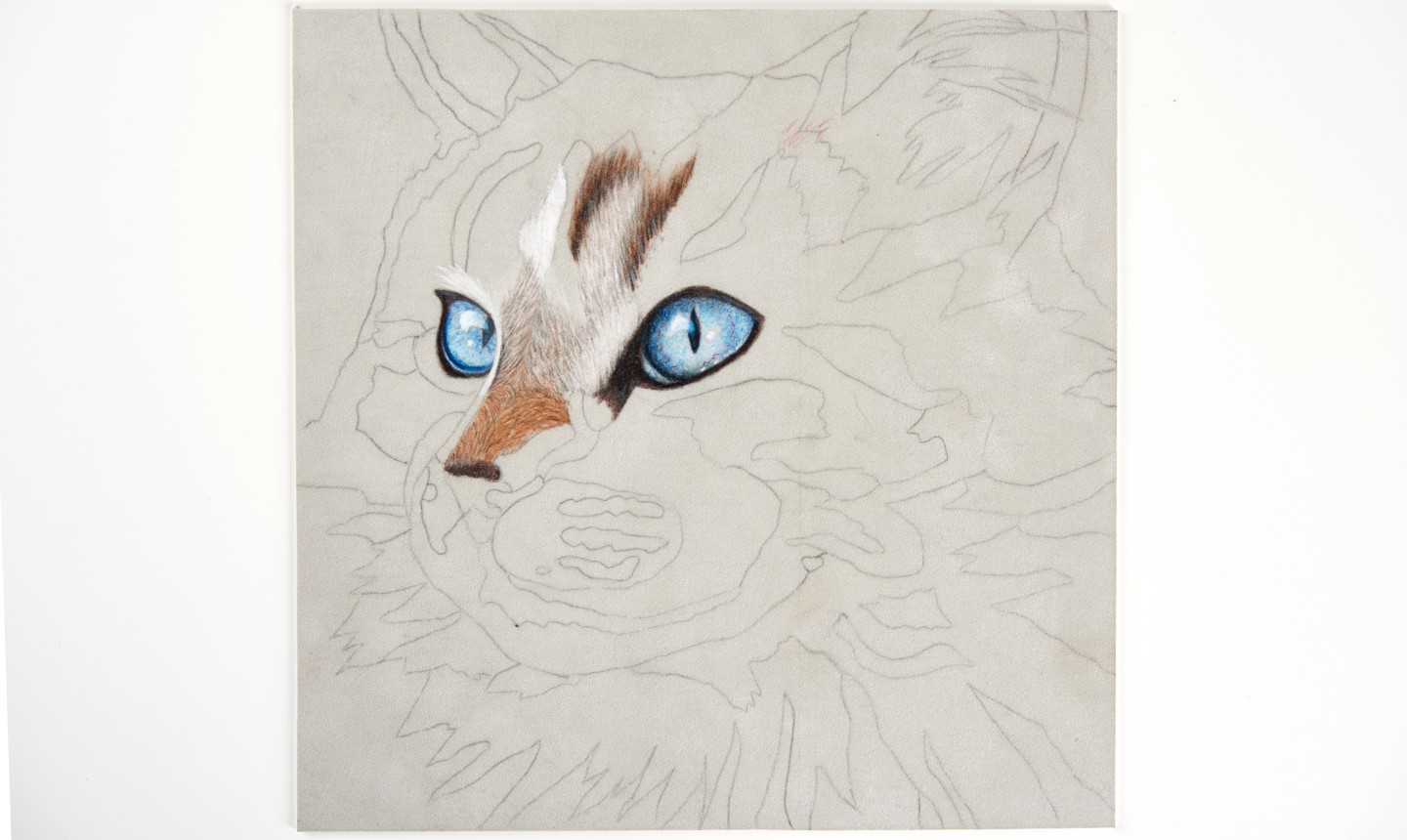 How to Draw Cat Eyes That Look Real Craftsy