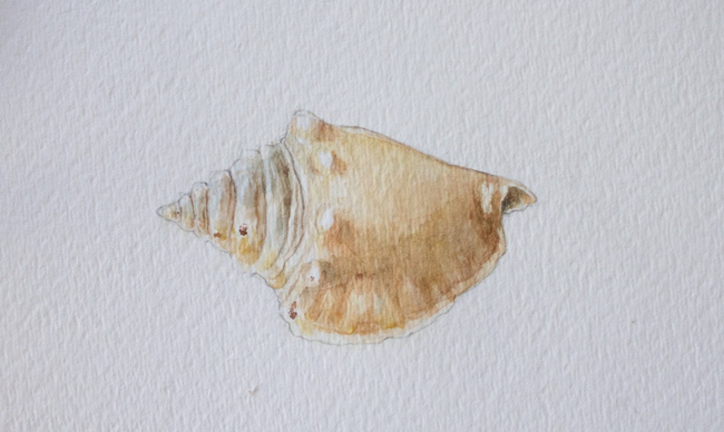 How to Paint Seashells in Watercolor 3 Painting Tutorials