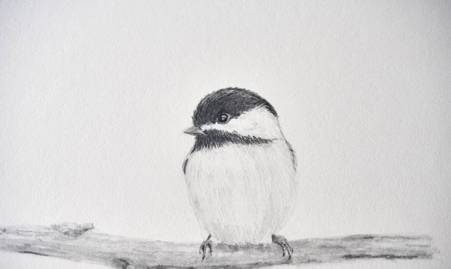 9 Drawings All AnimalLovers Should Make Craftsy 9 Drawings All AnimalLovers Should Make Craftsy