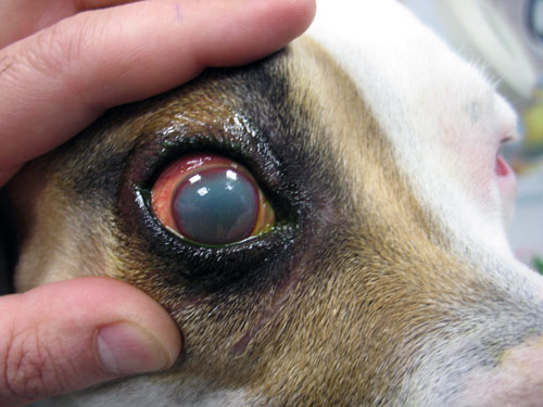 Moquillo canino síntomas, consejos y prevención Barkibu ES