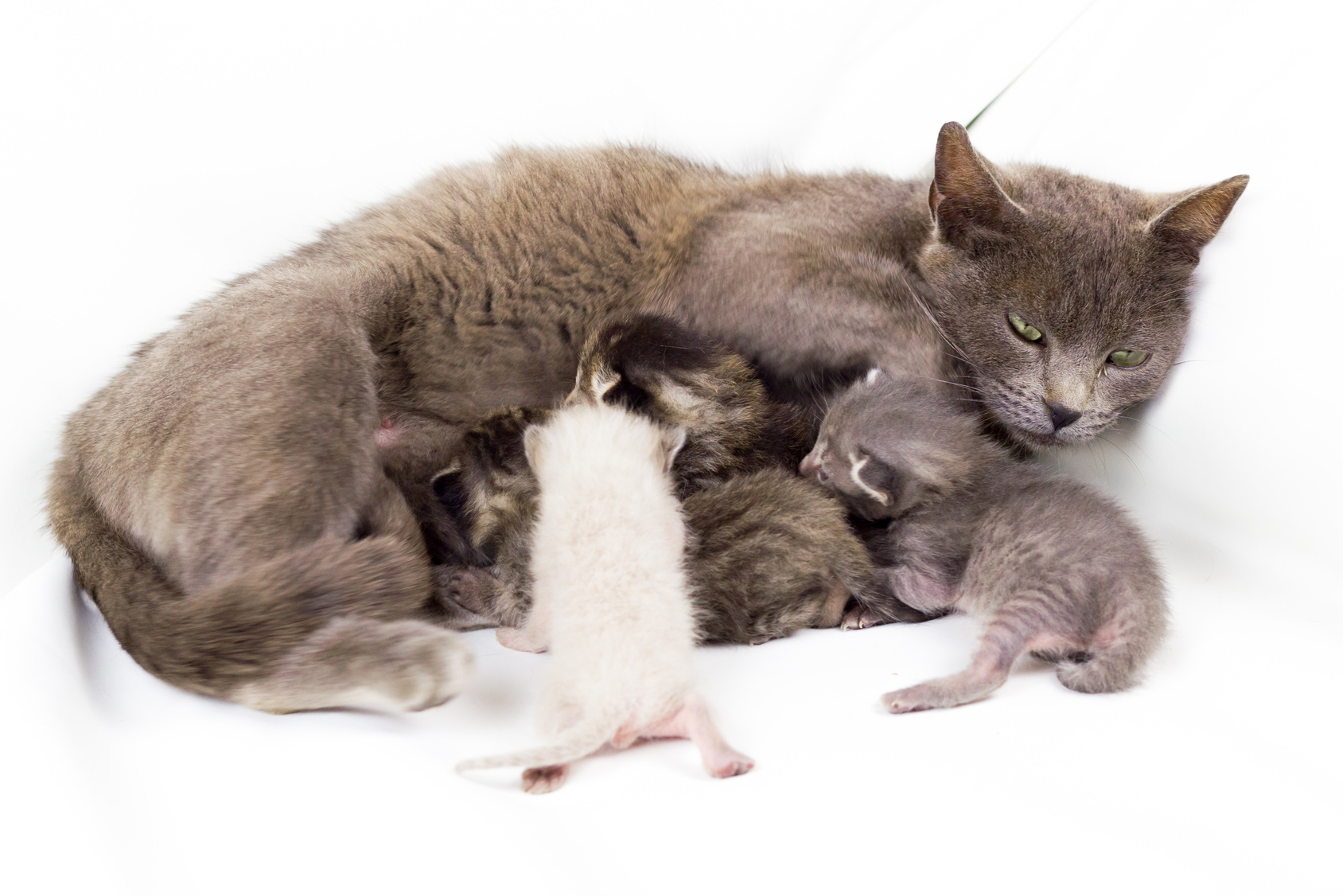 El celo de las gatas duración, fases y consejos Barkibu ES