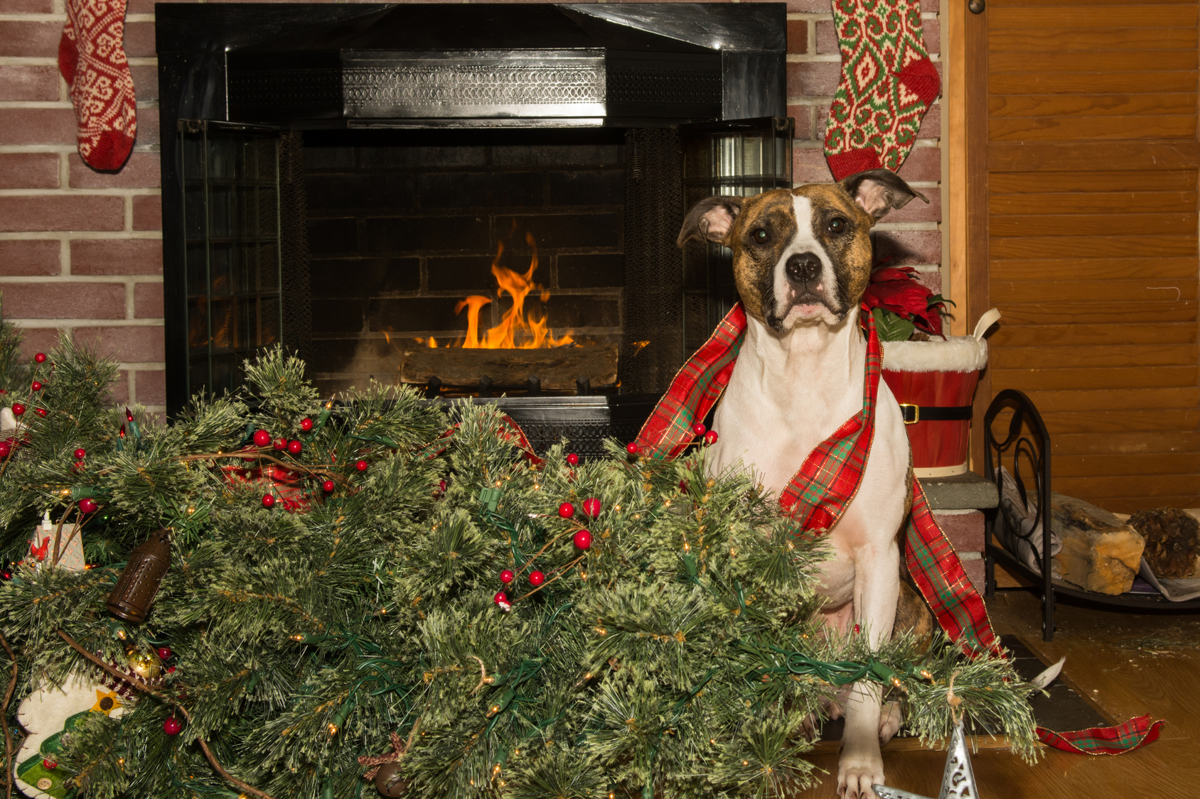 Consejos para una Navidad con mascotas Barkibu ES