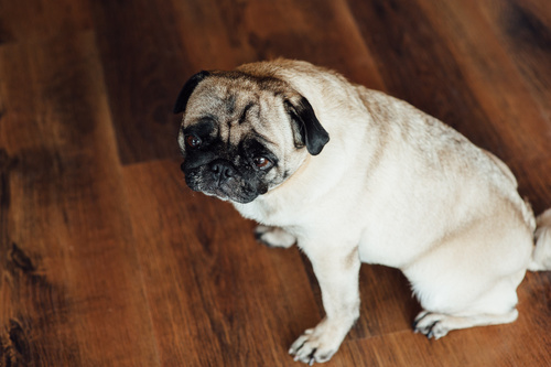 My Dog Keeps Retching But Not Being Sick, What Can I Do? | Barkibu