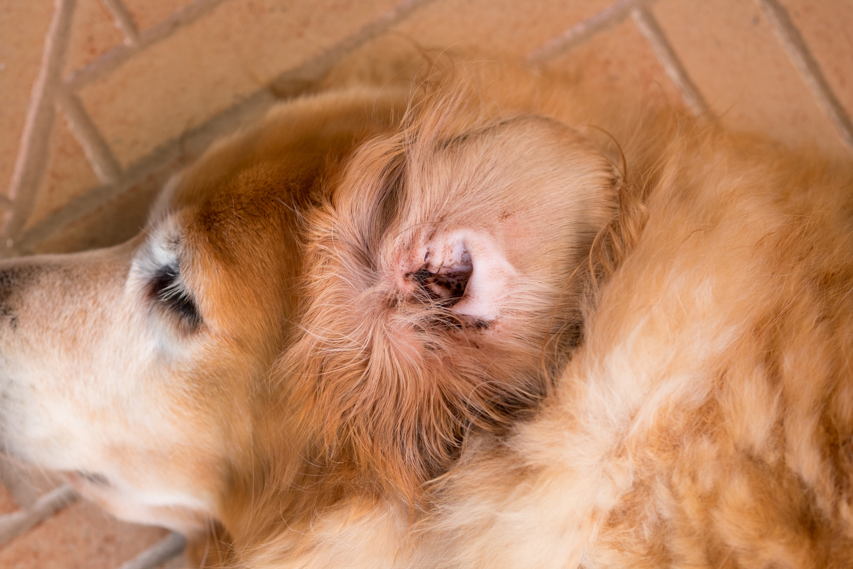 Ácaros en las orejas picor y cera marrón en perros Barkibu ES