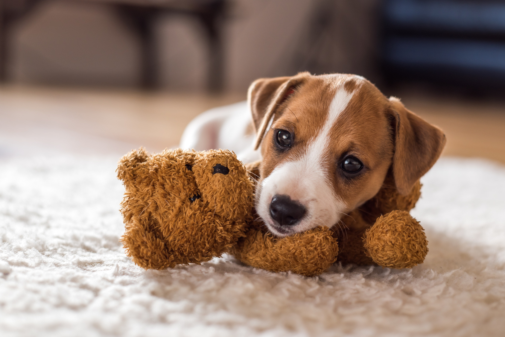 ¿Sabías que los perros tranquilos viven más tiempo?
