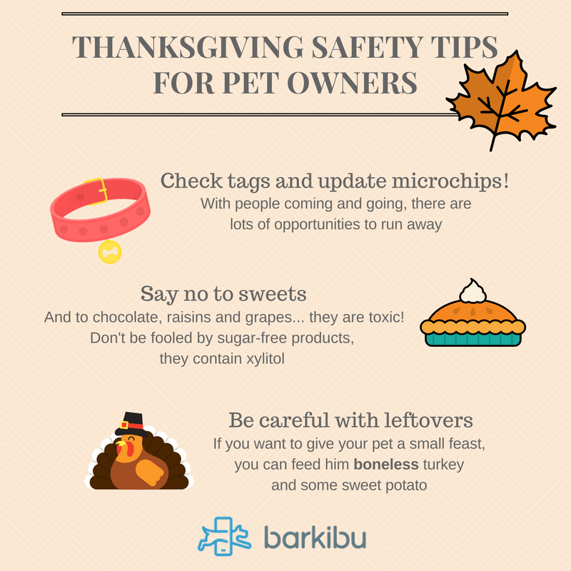 8 Thanksgiving Safety Tips for Pet Owners Barkibu ES